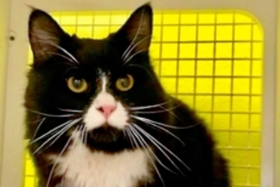 Cats In San Diego Looking For Their Furr Ever Homes Hoodline