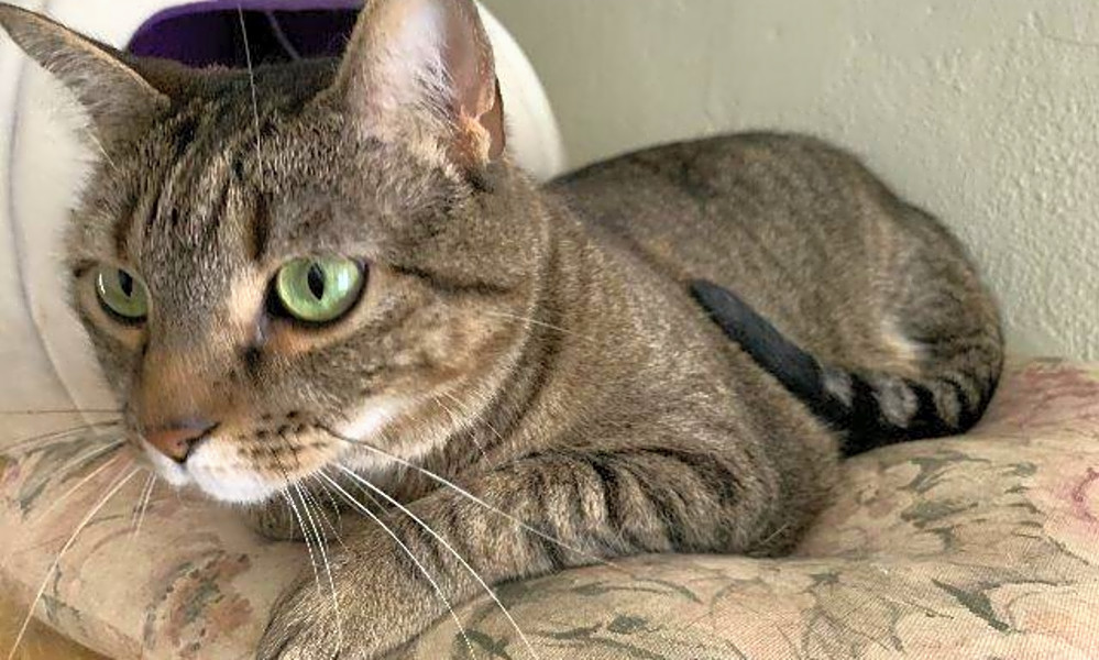 7 Cool Kitties To Adopt Now In St Louis Hoodline