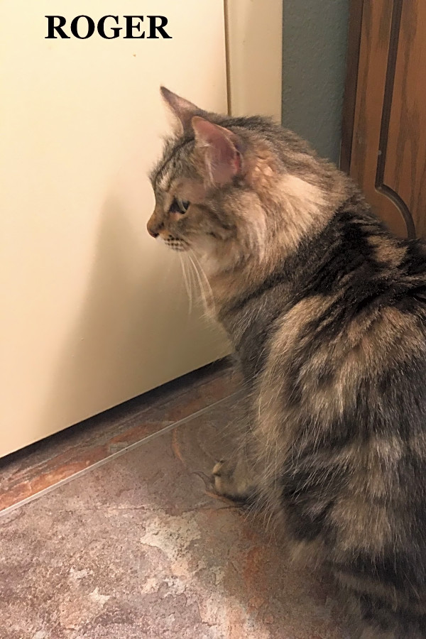 These Mesa Based Kitties Are Up For Adoption And In Need Of A Good
