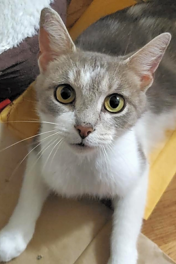 Want To Adopt A Pet Here Are 7 Furry Felines To Adopt Now In