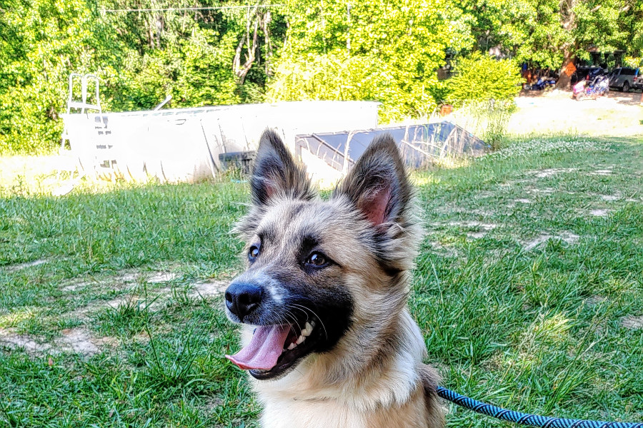 Dogs in Charlotte looking for their fur-ever homes