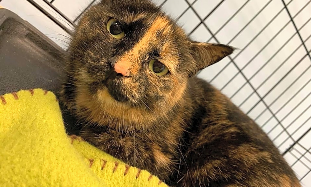 These Cleveland Based Felines Are Up For Adoption And In Need Of A