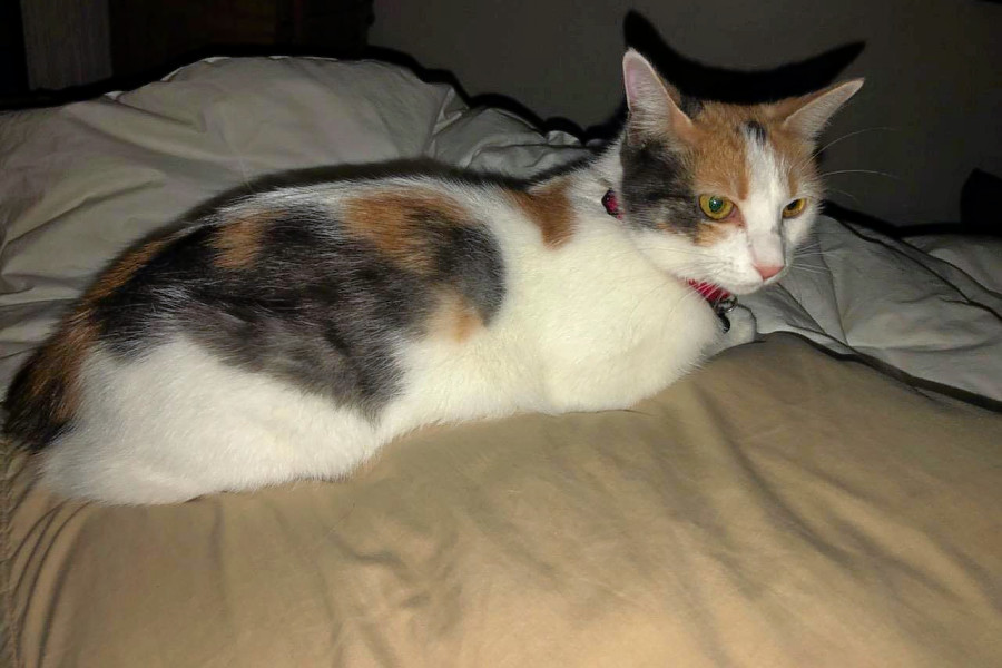 american shorthair cat calico