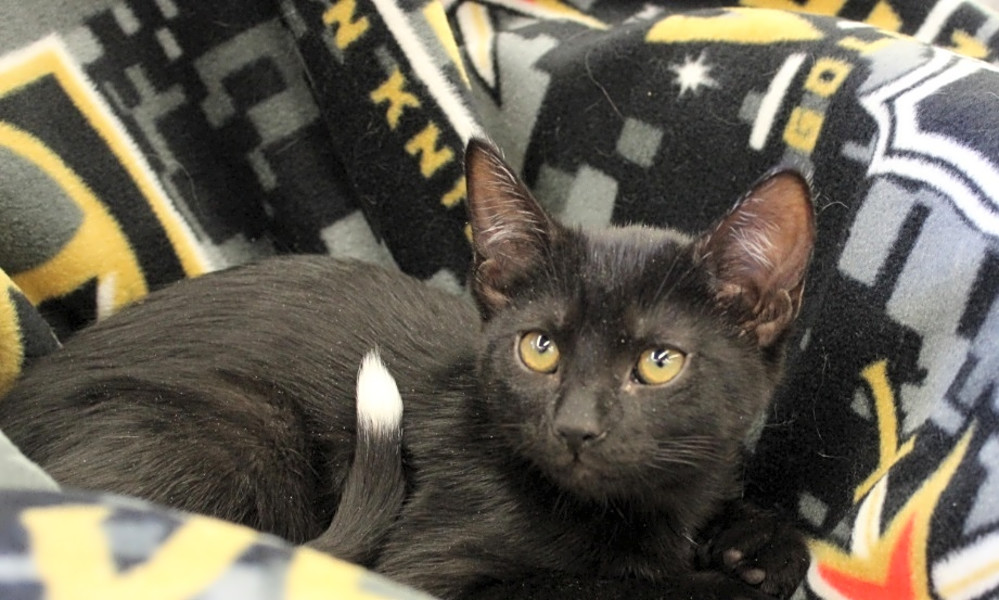 These Las Vegasbased kittens are up for adoption and in need of a