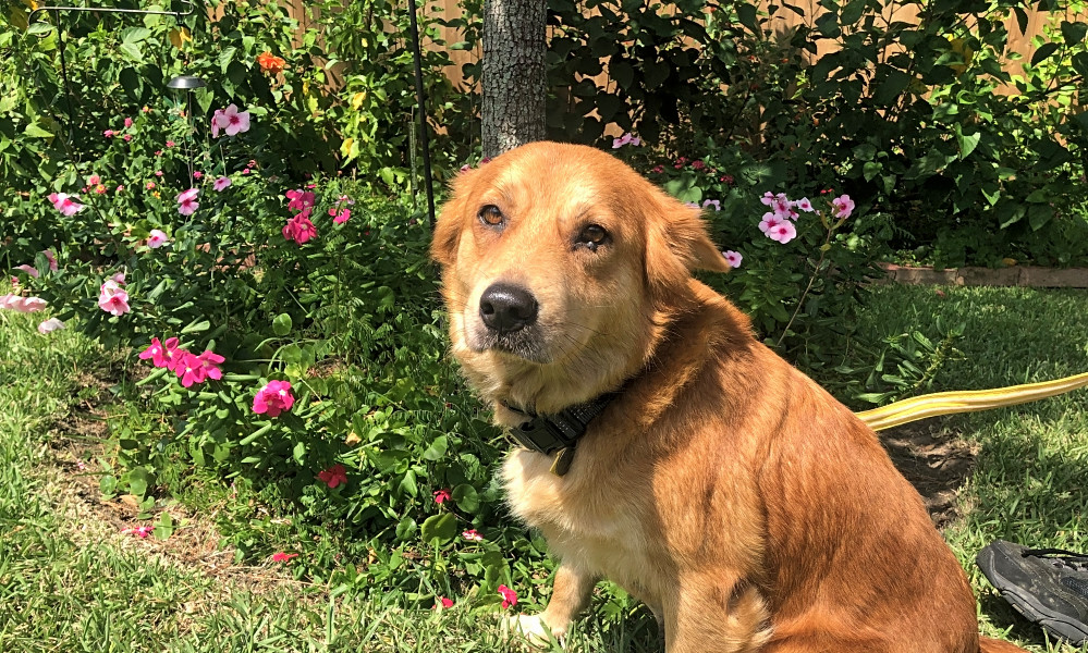 Want To Adopt A Pet Here Are 6 Lovable Pups To Adopt Now In Houston