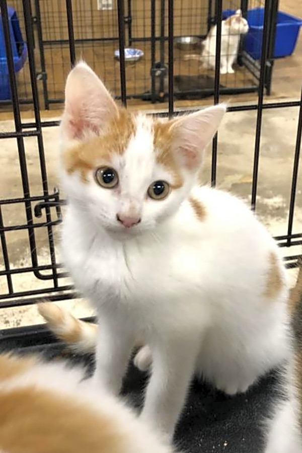 5 Cuddly Kittens To Adopt Now In Fresno Hoodline