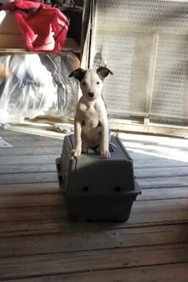These Saint Paul Based Puppies Are Up For Adoption And In Need Of