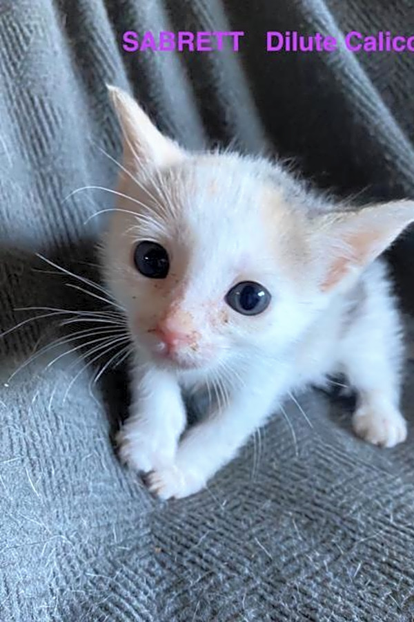 These Orlando based kittens are up for adoption and in need of a
