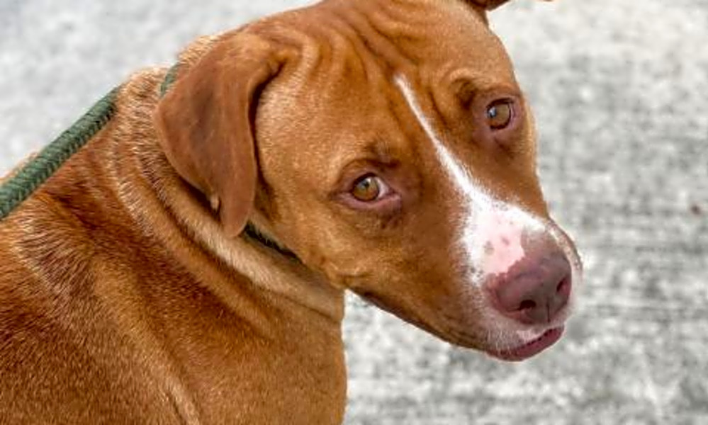 These San Antonio Based Dogs Are Up For Adoption And In Need Of A