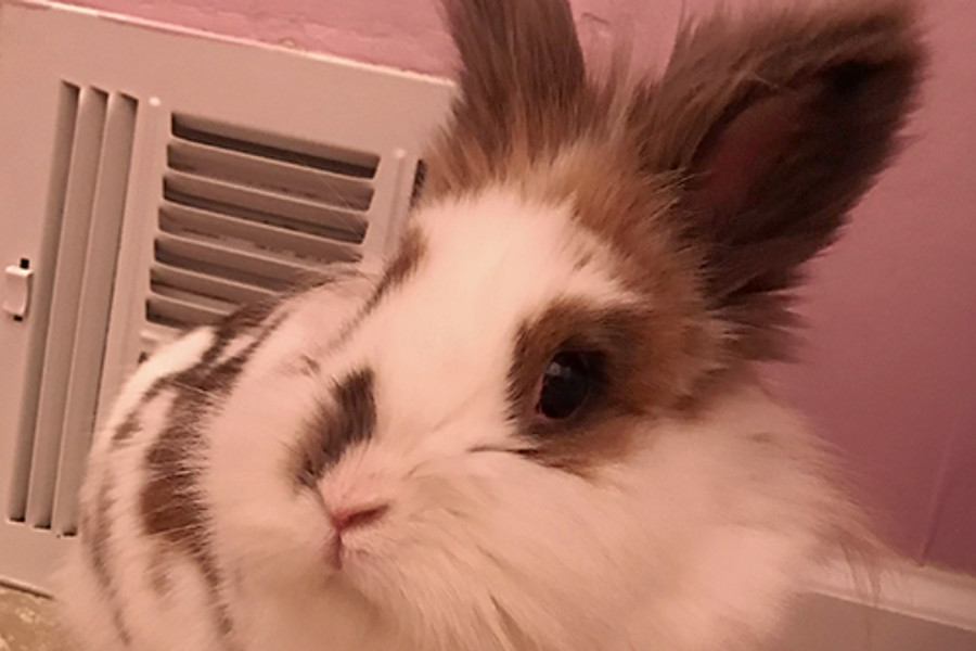 lionhead rabbit stuffed animal