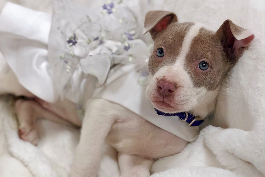 (Credit: Home Fur-Ever/ Hoodline)