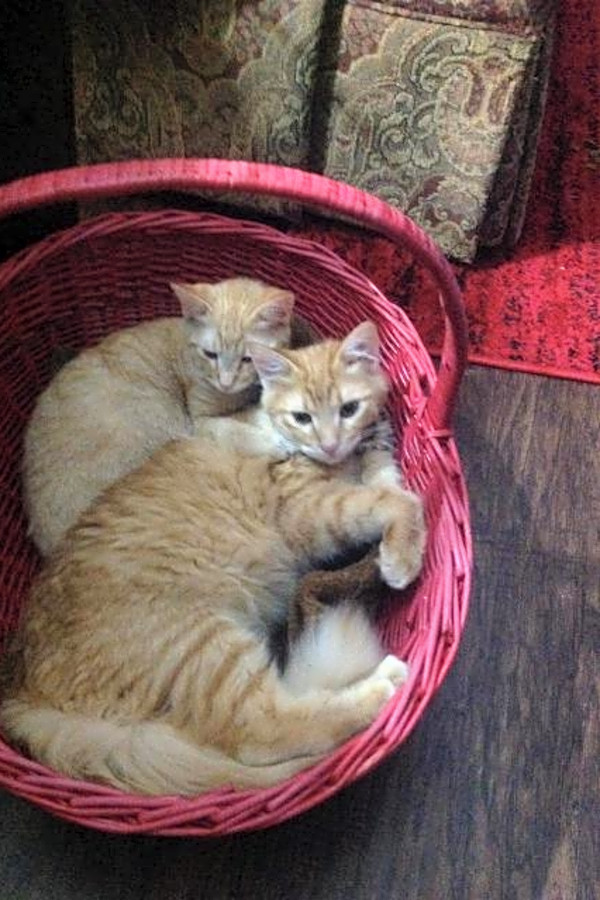 7 Charming Cats To Adopt Now In San Antonio Hoodline
