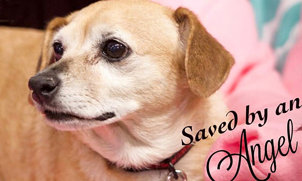 Beagle chihuahua mix for adoption sales