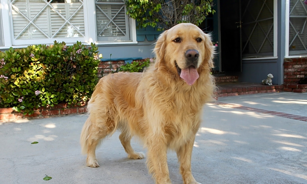 These Los Angeles Based Dogs Are Up For Adoption And In Need Of A Good