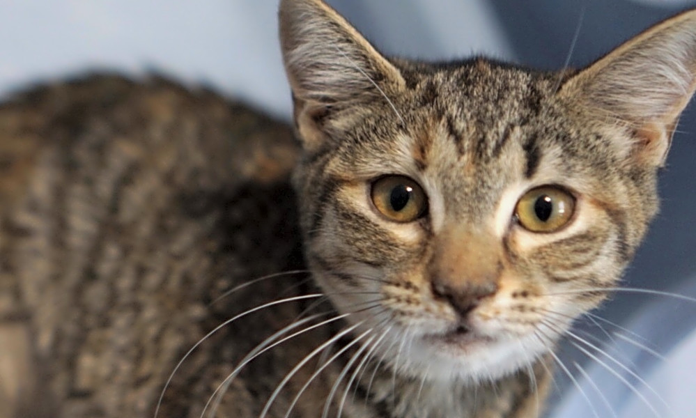 5 Cute As Can Be Kittens To Adopt Now In Charlotte Hoodline