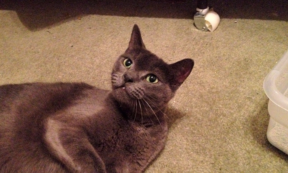 7 Furry Felines Ready To Adopt Now In Dallas Hoodline