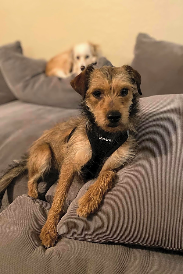 Want To Adopt A Pet Here Are 7 Delightful Doggies To Adopt Now In