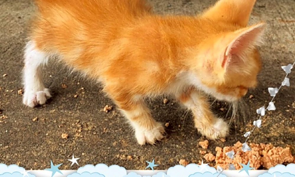 Looking To Adopt A Pet Here Are 7 Cute As Can Be Kittens To Adopt