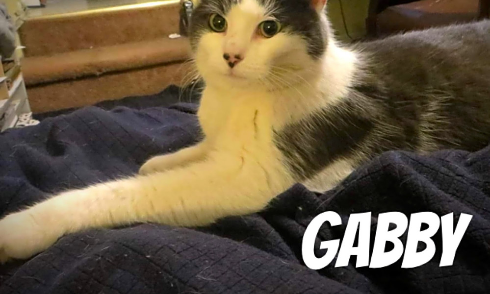 These Cleveland Based Felines Are Up For Adoption And In Need Of A
