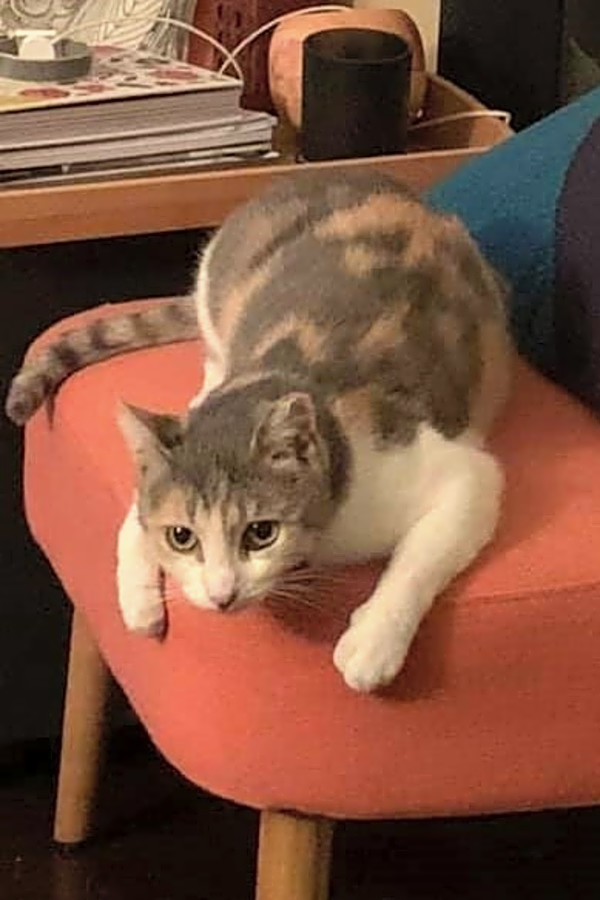 Calico russian blue outlet