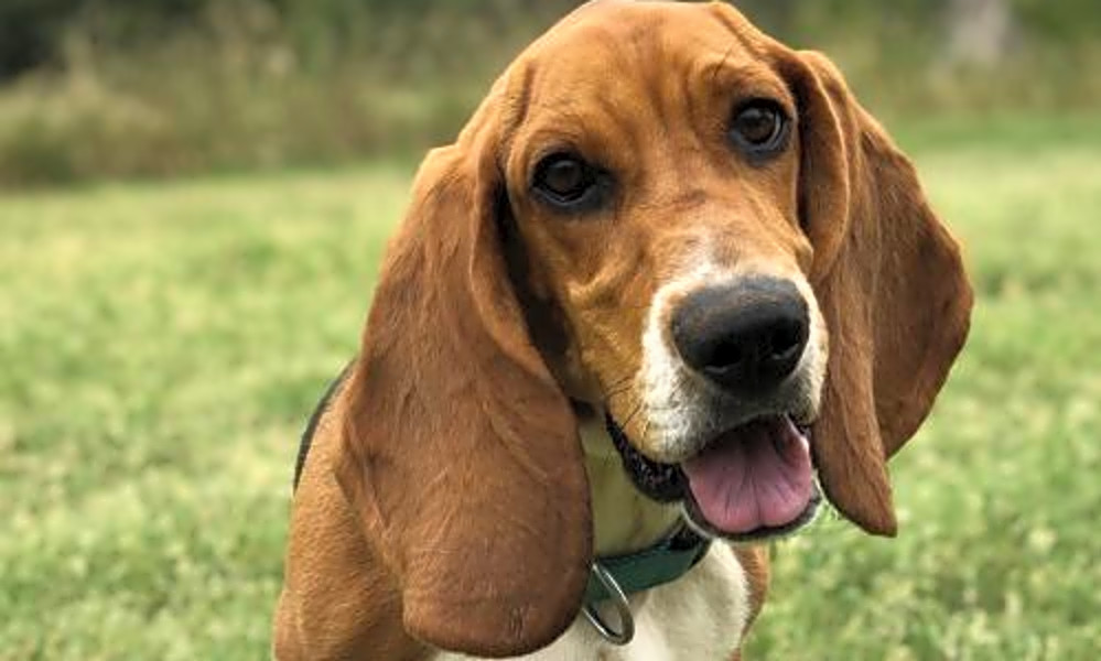 rescue basset hounds near me