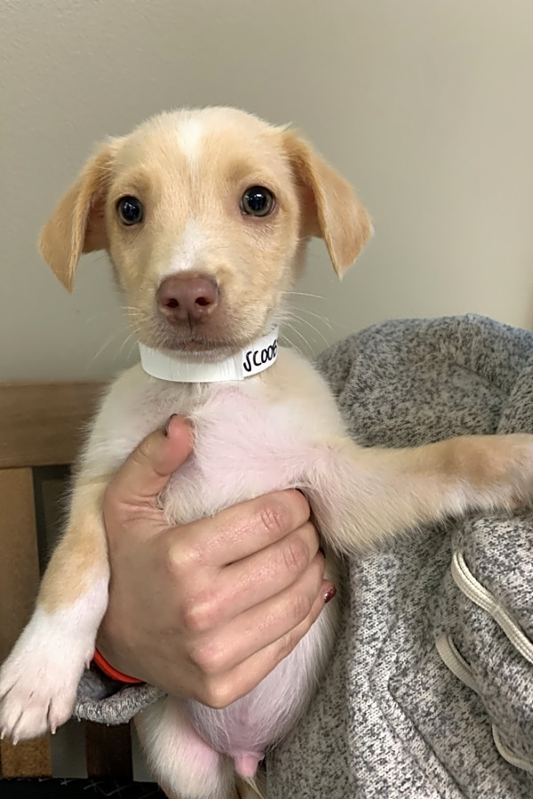 puppy stop and adopt