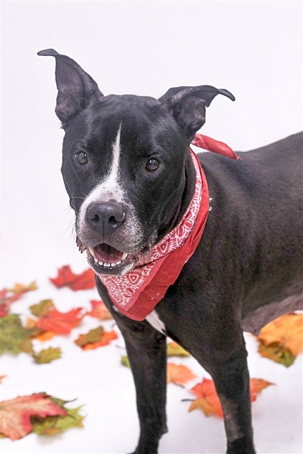 looking to adopt a pet here are 3