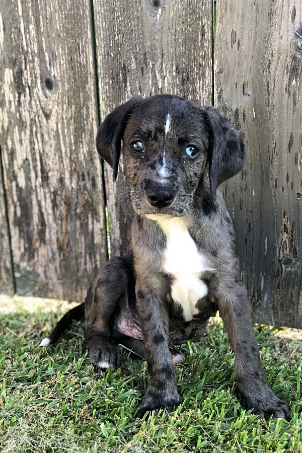 catahoula leopard dog adoption