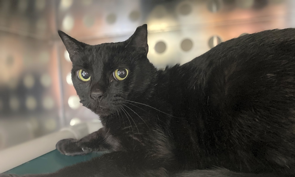 Looking To Adopt A Pet Here Are 3 Cool Kitties To Adopt Now In