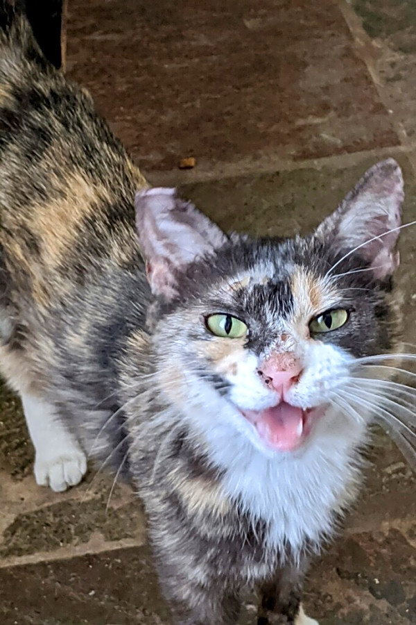 These Las Vegas Based Kitties Are Up For Adoption And In Need Of A