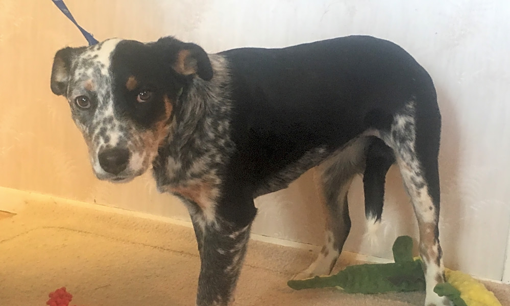 Looking To Adopt A Pet Here Are 7 Precious Puppies To Adopt Now In Colorado Springs Hoodline
