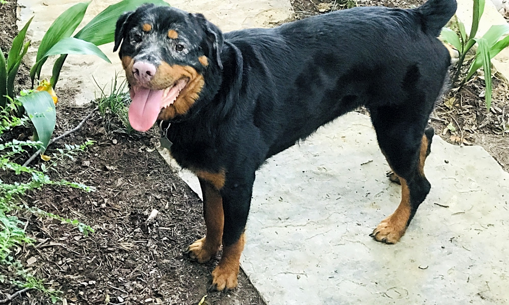 These Fort Worth-based pups are up for adoption and in ...