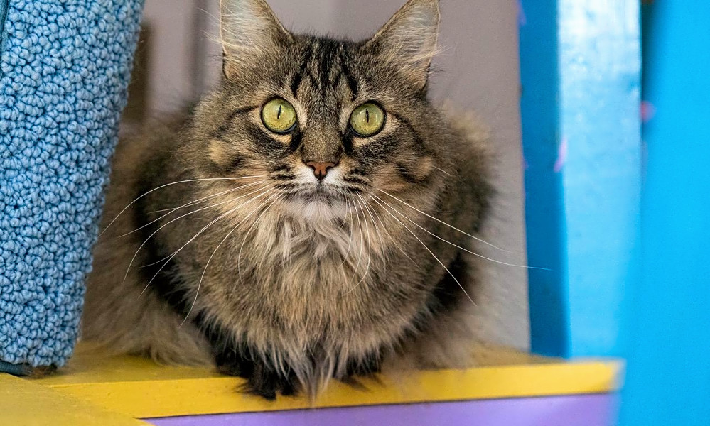 These Indianapolis Based Cats Are Up For Adoption And In Need Of A