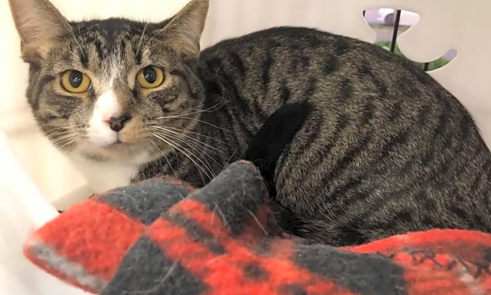 Want To Adopt A Pet Here Are 7 Charming Cats To Adopt Now In