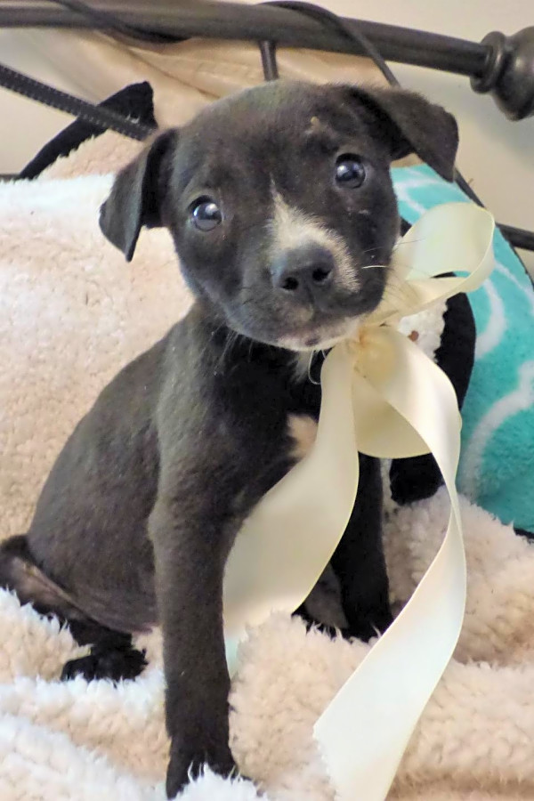 patterdale terrier chihuahua mix