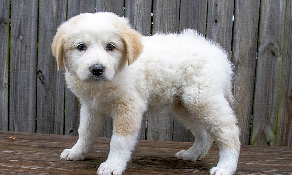 petfinder big fluffy dog