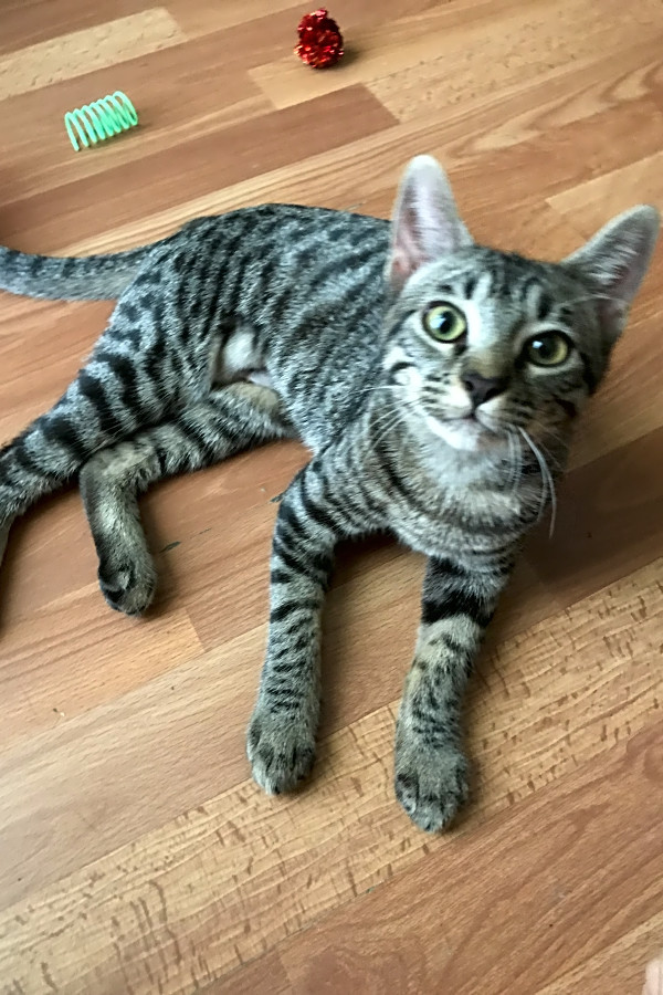 Want To Adopt A Pet Here Are 7 Fluffy Felines To Adopt Now In Houston