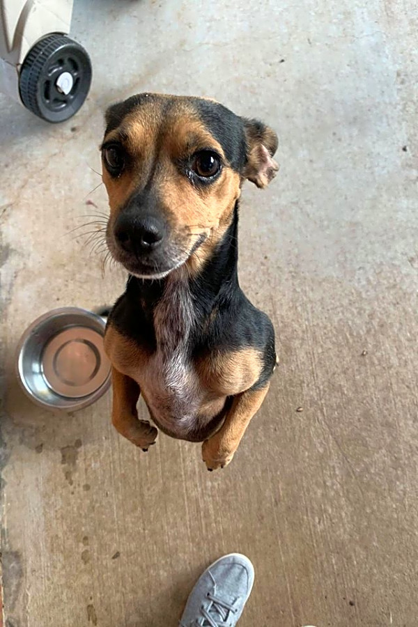 Aurora Adopt A Pet 2025