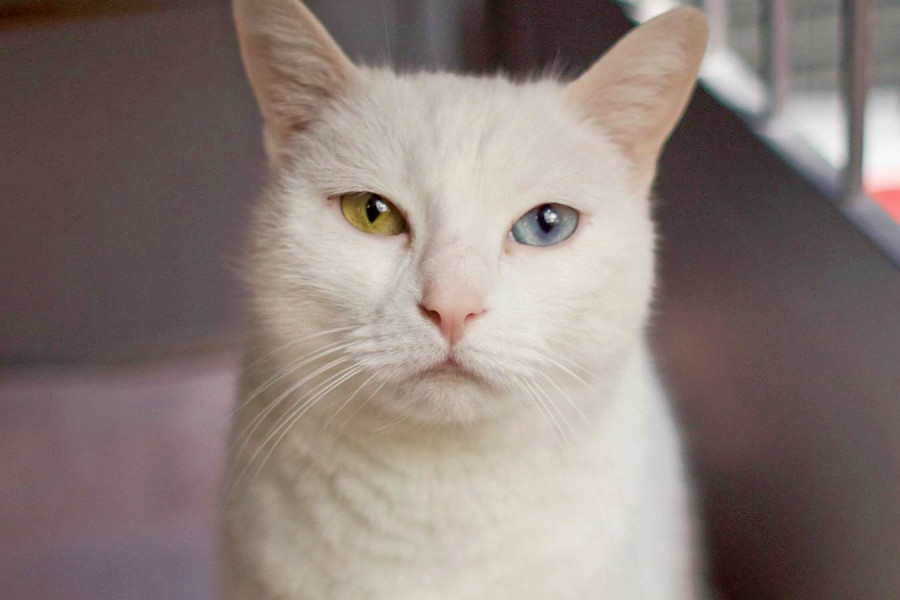 lange foundation cats