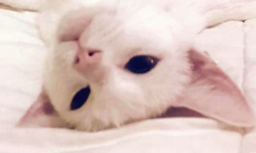 6 Lovable Kitties To Adopt Now In San Antonio Hoodline