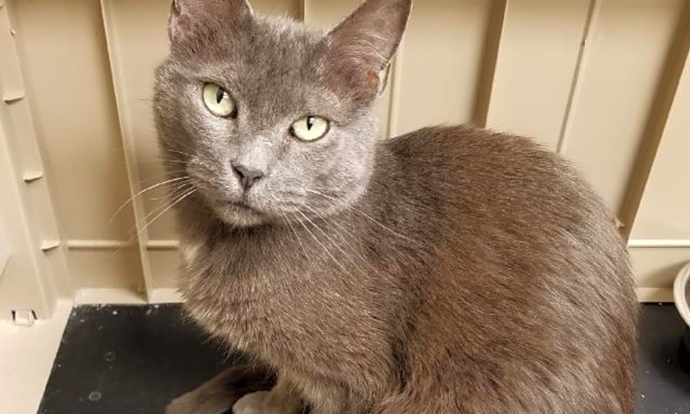 These Las Vegas Based Kitties Are Up For Adoption And In Need Of A