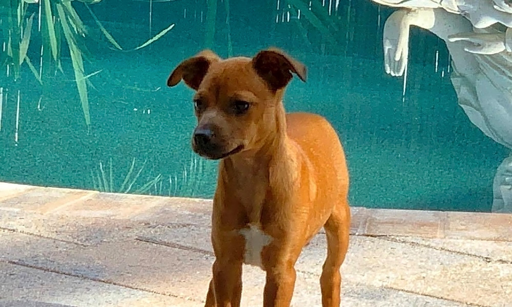 italian greyhound cross puppies