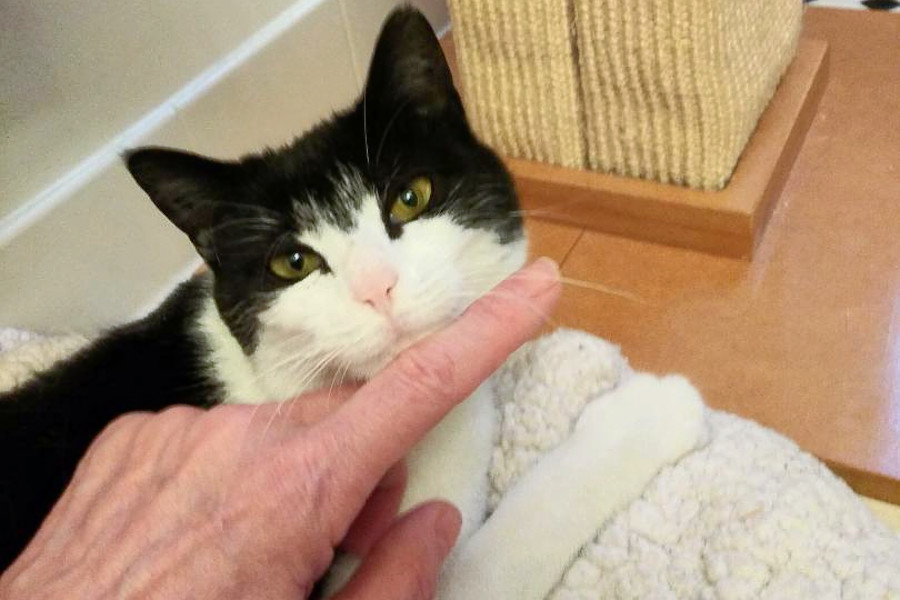 Cuteness Overload 7 Cute As Can Be Kittens To Adopt Now In