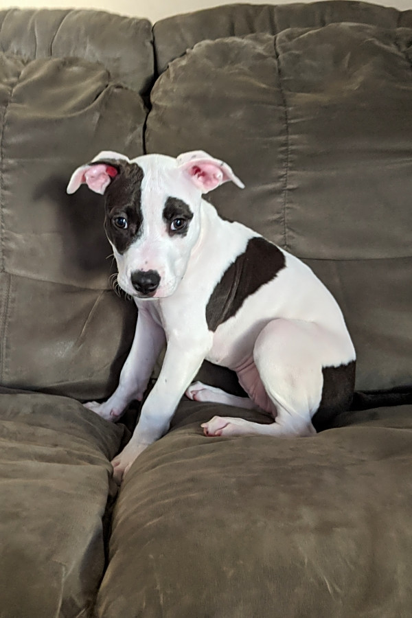 Bull terrier boxer mix puppies clearance