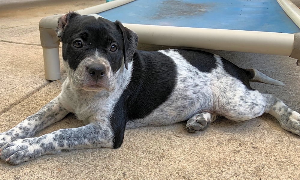 Blue heeler english bulldog mix clearance