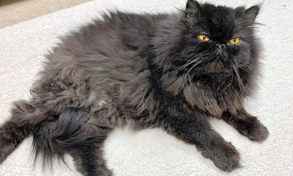 3 Furry Felines Available For Adoption In San Francisco Hoodline