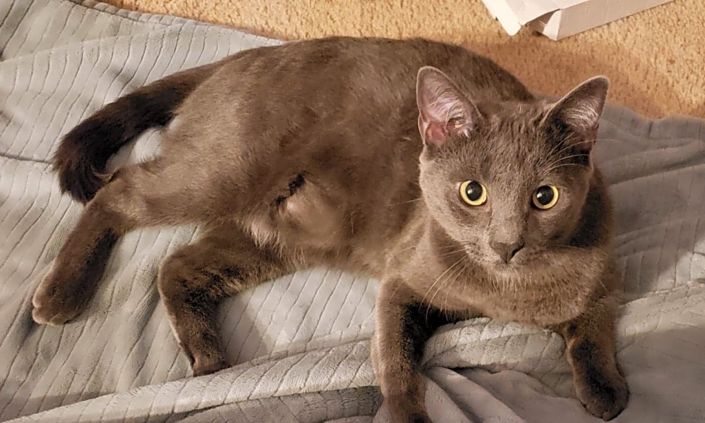 Want To Adopt A Pet Here Are 7 Lovable Kitties To Adopt Now In