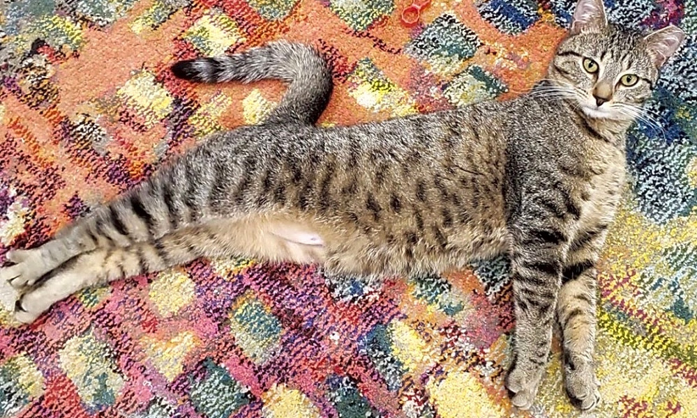 4 Cute As Can Be Kittens To Adopt Now In Philadelphia Hoodline
