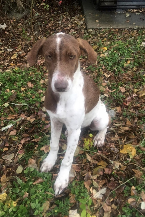 Great dane australian shepherd mix puppies outlet