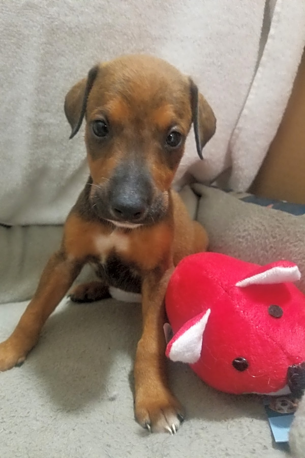 Boxer doberman mix puppies sale